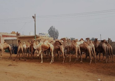 DAY TRIP TO CAMEL MARKET AT BIRQASH